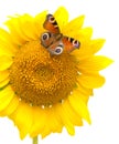 Butterfly sitting on a sunflower on a white background Royalty Free Stock Photo