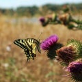 Butterfly on a thistle