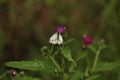 Butterfly sitting on a thistle flower Royalty Free Stock Photo