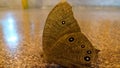 Butterfly sitting on tile floor.