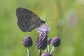 Butterfly sitting on a violet flower, closeup Royalty Free Stock Photo