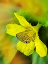 Butterfly sitting on a yellow flower hiding in pollen stacks.