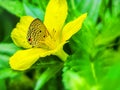 Butterfly sitting on a yellow flower hiding in pollen stacks.