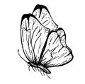 Butterfly, sketch vector graphics black and white drawing