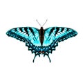 Butterfly sketch vector graphics