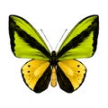 Butterfly sketch vector graphics