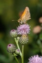 Butterfly, Skipper