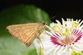 Butterfly Skippers (Hesperiidae)