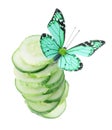 Butterfly on sliced cucumber isolated on white Royalty Free Stock Photo