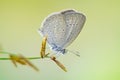 Butterfly. Small blue butterfly in macro closeup, taking in Singapore botanic garden