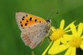 Butterfly - Small Copper (Lycaena phlaeas) on the meadow