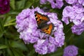 Butterfly Small fox tortoiseshell, Aglais urticae on bearded carnation flower