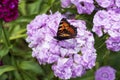 Butterfly Small fox tortoiseshell, Aglais urticae on bearded carnation flower