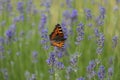 Butterfly Small fox tortoiseshell, Aglais urticae on lavender flower Royalty Free Stock Photo