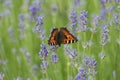 Butterfly Small fox tortoiseshell, Aglais urticae on lavender flower Royalty Free Stock Photo