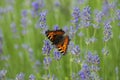 Butterfly Small fox tortoiseshell, Aglais urticae on lavender flower Royalty Free Stock Photo