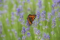 Butterfly Small fox tortoiseshell, Aglais urticae on lavender flower Royalty Free Stock Photo