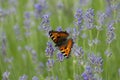 Butterfly Small fox tortoiseshell, Aglais urticae on lavender flower Royalty Free Stock Photo