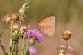 Butterfly Small heath Royalty Free Stock Photo