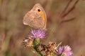 Butterfly Small heath Royalty Free Stock Photo