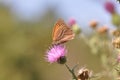 Butterfly Small heath Royalty Free Stock Photo