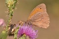 Butterfly Small heath Royalty Free Stock Photo