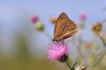 Butterfly Small heath Royalty Free Stock Photo