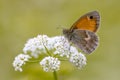 Butterfly Small Heath feeding on white flower