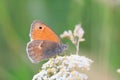 Butterfly Small heath on green background. (Coenonympha pamphilus)