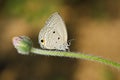 Butterfly (Small Lycaenid)