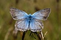 Butterfly Royalty Free Stock Photo