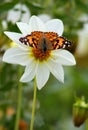 Butterfly small tortoiseshell