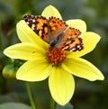 Butterfly small tortoiseshell