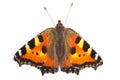 Butterfly small tortoiseshell