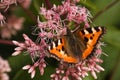 Butterfly Small Tortoiseshell