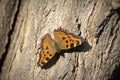 Butterfly - Small Tortoiseshell Aglais urticae on three in nature Royalty Free Stock Photo