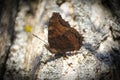 Butterfly - Small Tortoiseshell Aglais urticae on three in nature Royalty Free Stock Photo