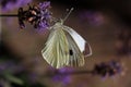 Butterfly, a Small White & x28;pier is rapae& x29;  on purple Lavender in an English country garden in Devon Royalty Free Stock Photo