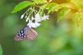 The butterfly smell flowers Royalty Free Stock Photo