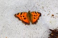 Butterfly on the snow Royalty Free Stock Photo