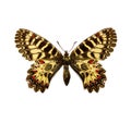 Butterfly - Southern Festoon Royalty Free Stock Photo