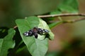 Butterfly southern festoon on nature Royalty Free Stock Photo