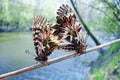 Butterfly Southern Festoon. Zerynthia polyxena. couple, macro