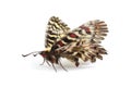 Butterfly - Southern festoon Zerynthia polyxena isolated on wh Royalty Free Stock Photo