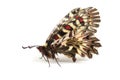 Butterfly - Southern festoon Zerynthia polyxena isolated on wh