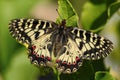 Butterfly Southern Festoon, Zerynthia polyxena, sitting on the flower, summer scene, Slovakia