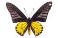 Butterfly species Golden Birdwing(M), Troides aeacus isolated on