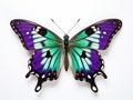Butterfly species Graphium weiskei Royalty Free Stock Photo