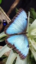 Butterfly species at the butterfly house in Antipa museum Royalty Free Stock Photo