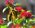 Butterfly splendour